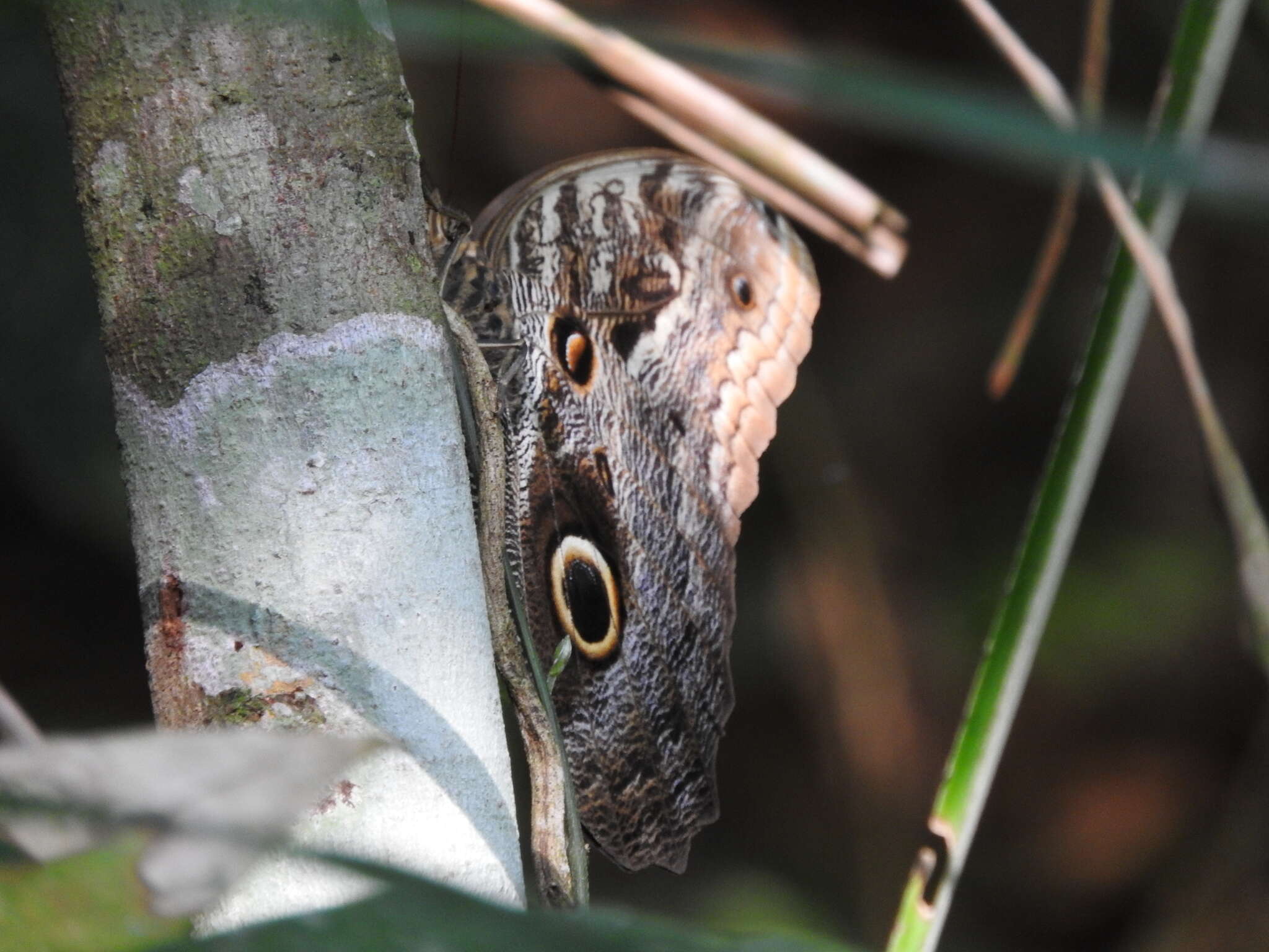 Image of Caligo illioneus oberon Butler 1870