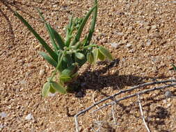 Image of Albuca leucantha U. Müll.-Doblies