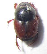 Image of Onthophagus pullus Roth 1851