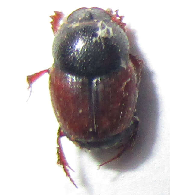 Image of Onthophagus pullus Roth 1851