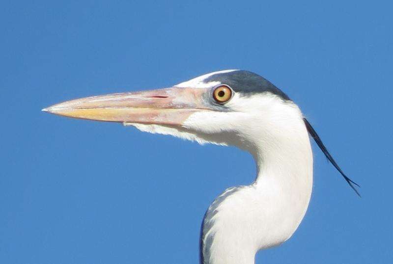 Image of Ardea cinerea cinerea Linnaeus 1758