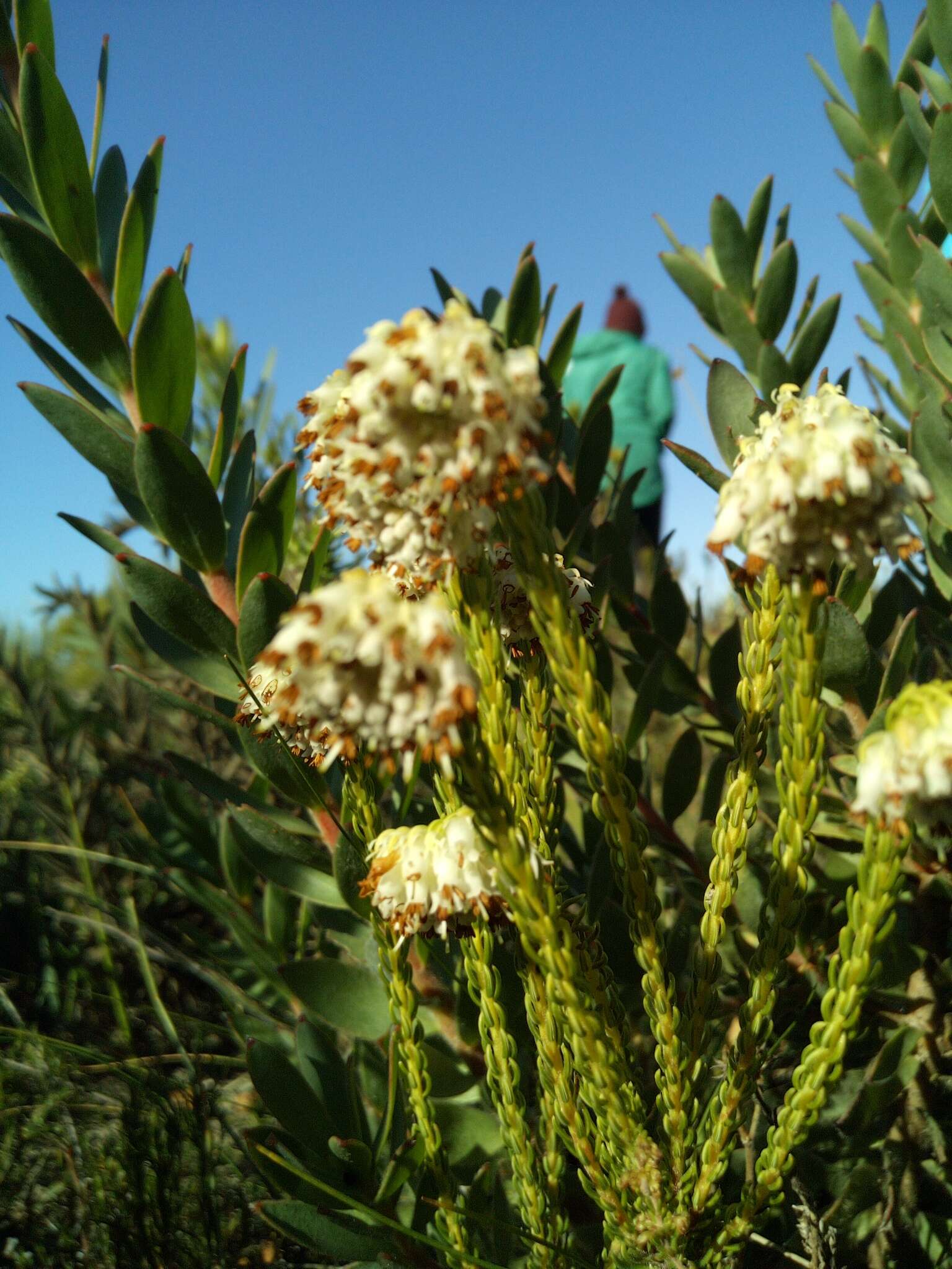 Image of Erica bruniifolia Salisb.