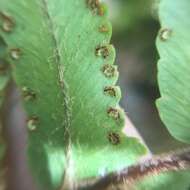 Imagem de Nephrolepis copelandii W. H. Wagner