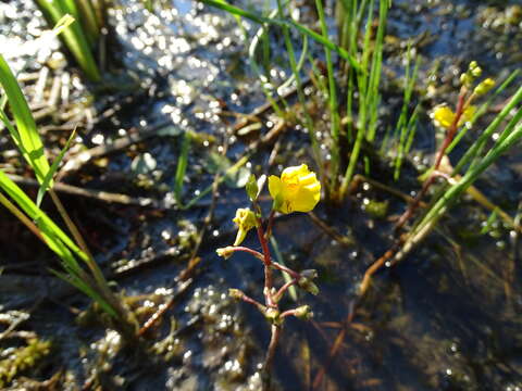 Image of Common bladderwort