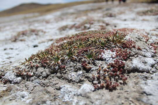 Plantago tubulosa Decne. resmi