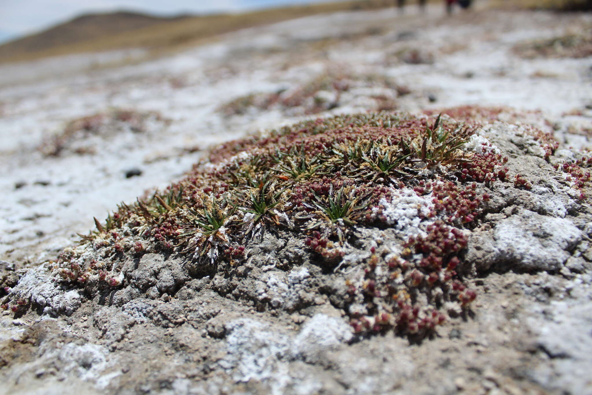 Plancia ëd Plantago tubulosa Decne.