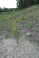 Image of Erysimum virgatum Roth