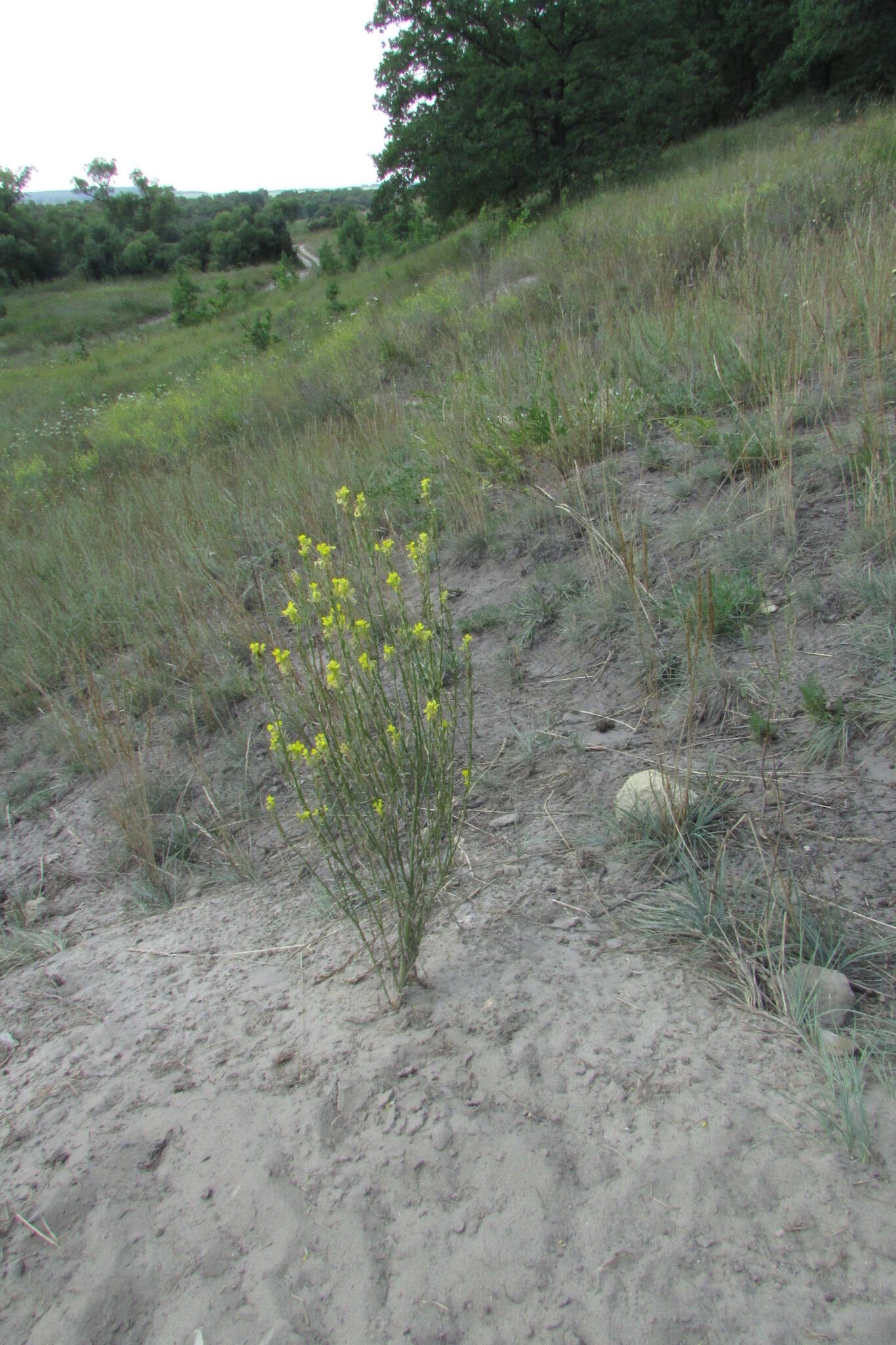 Image of Erysimum virgatum Roth