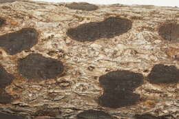 Image of Whalleya microplaca (Berk. & M. A. Curtis) J. D. Rogers, Y. M. Ju & F. San Martín 1997