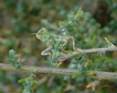 Imagem de Dericorys carthagonovae Bolívar & I. 1897