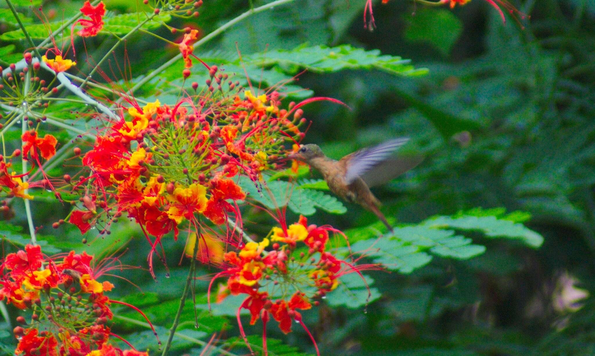 Image of Cinnamon Hummingbird