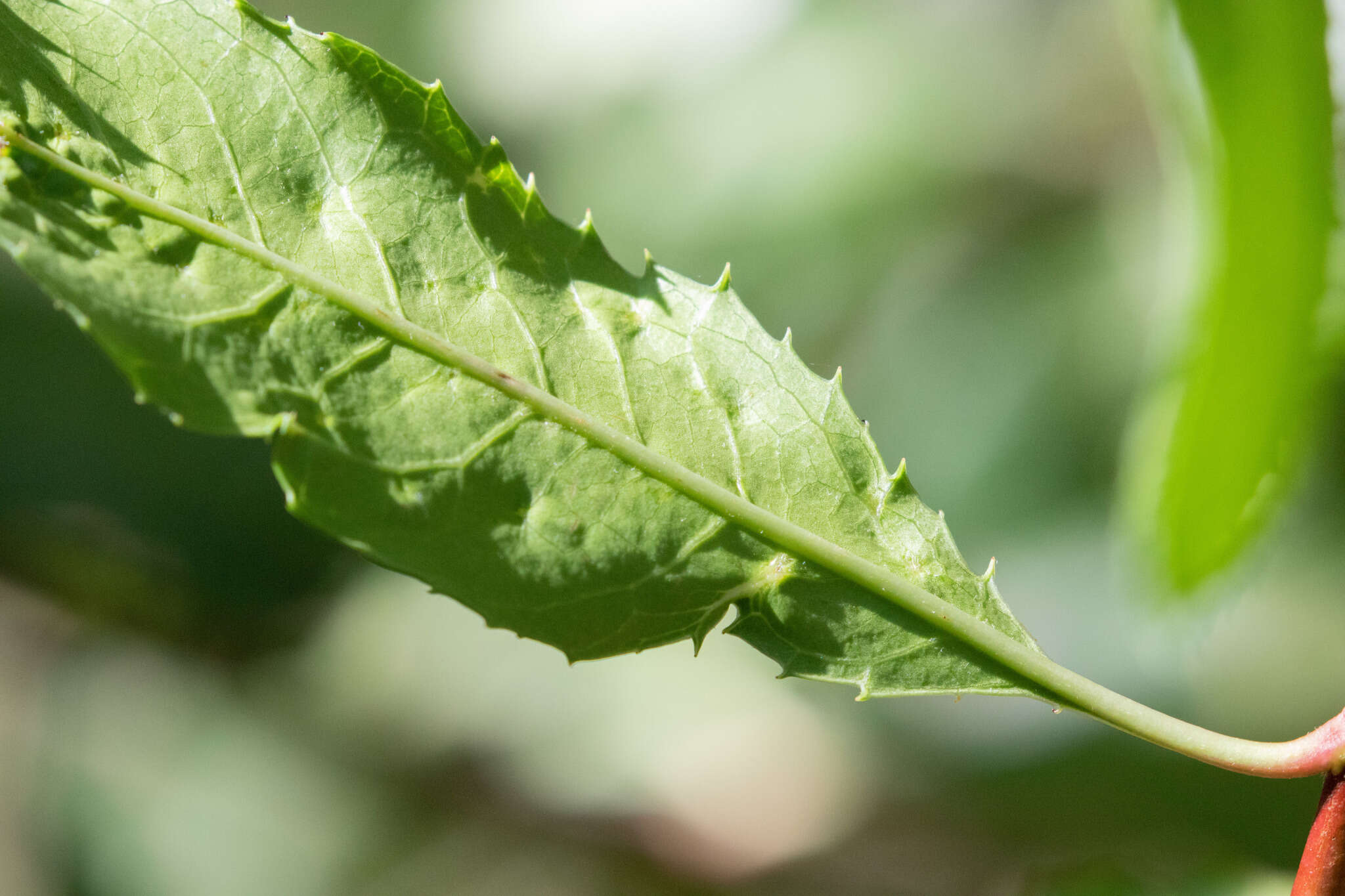 Image de Liothrips (Liothrips) ilex (Moulton 1907)