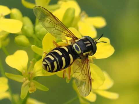 Image de Chrysotoxum elegans Loew 1841