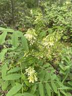 Plancia ëd Astragalus americanus (Hook.) M. E. Jones