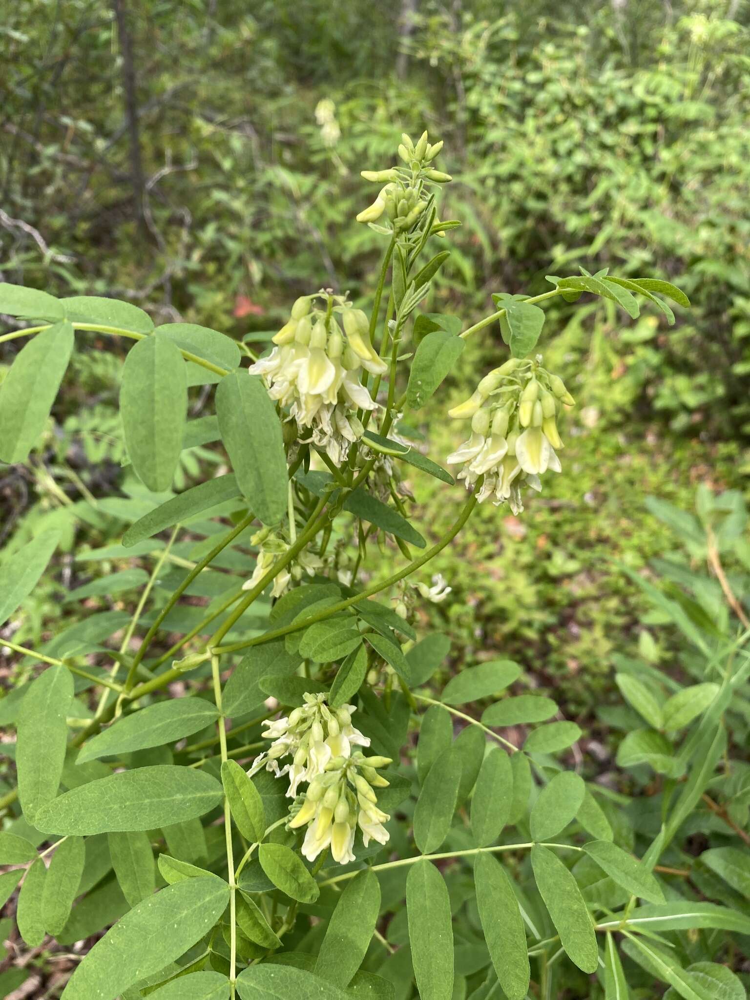 Plancia ëd Astragalus americanus (Hook.) M. E. Jones