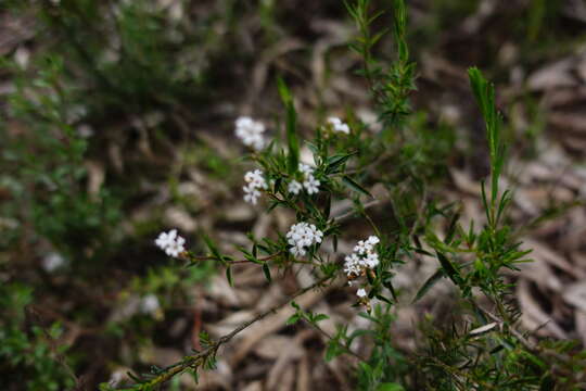 Image of Leucopogon virgatus var. virgatus