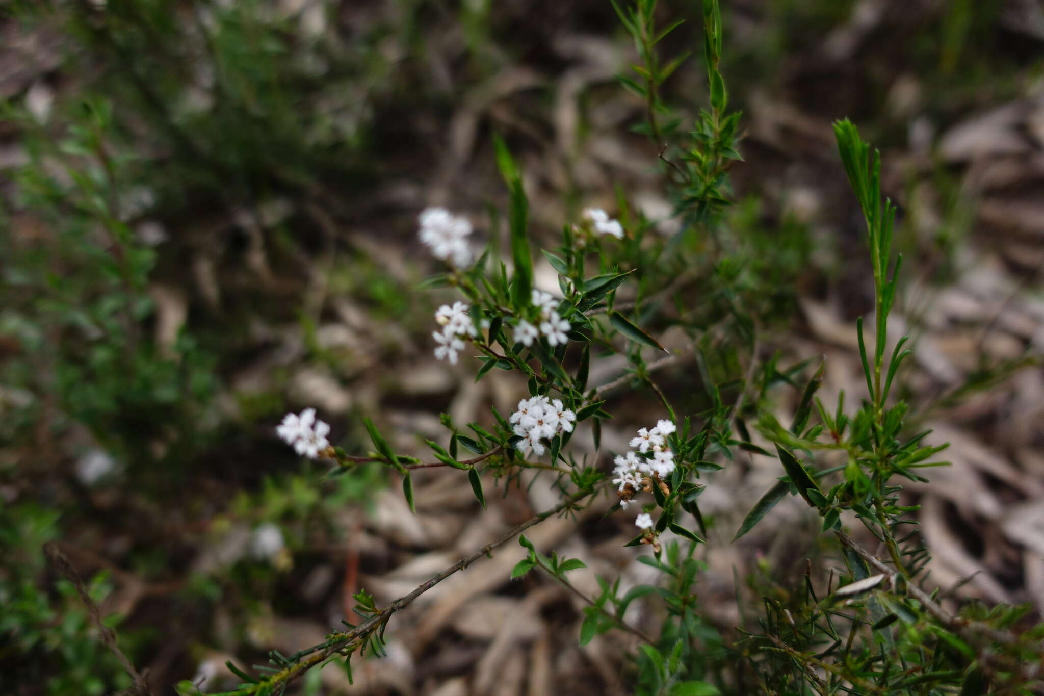 Image of Leucopogon virgatus var. virgatus