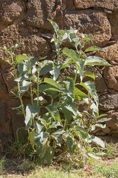 Image of Rio Grande butterflybush