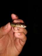 Image of Taylor's Ground Skink