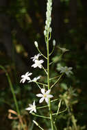 Слика од Ornithogalum pyrenaicum L.