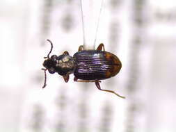 Image of Bembidion (Notaphus) rapidum (Le Conte 1847)