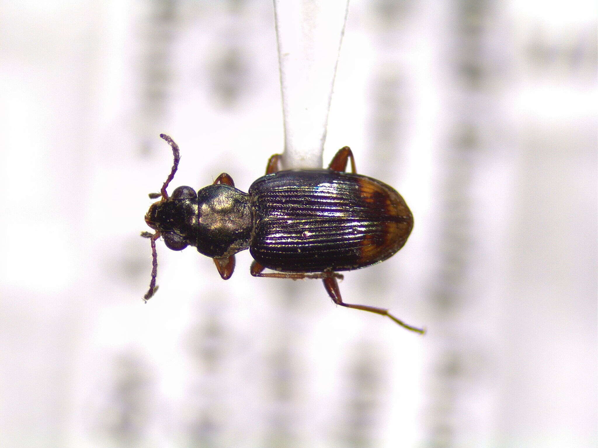 Image of Bembidion (Notaphus) rapidum (Le Conte 1847)