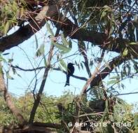 Image of Spangled Drongo