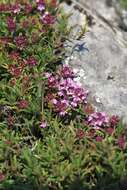 Image of Thymus roegneri K. Koch