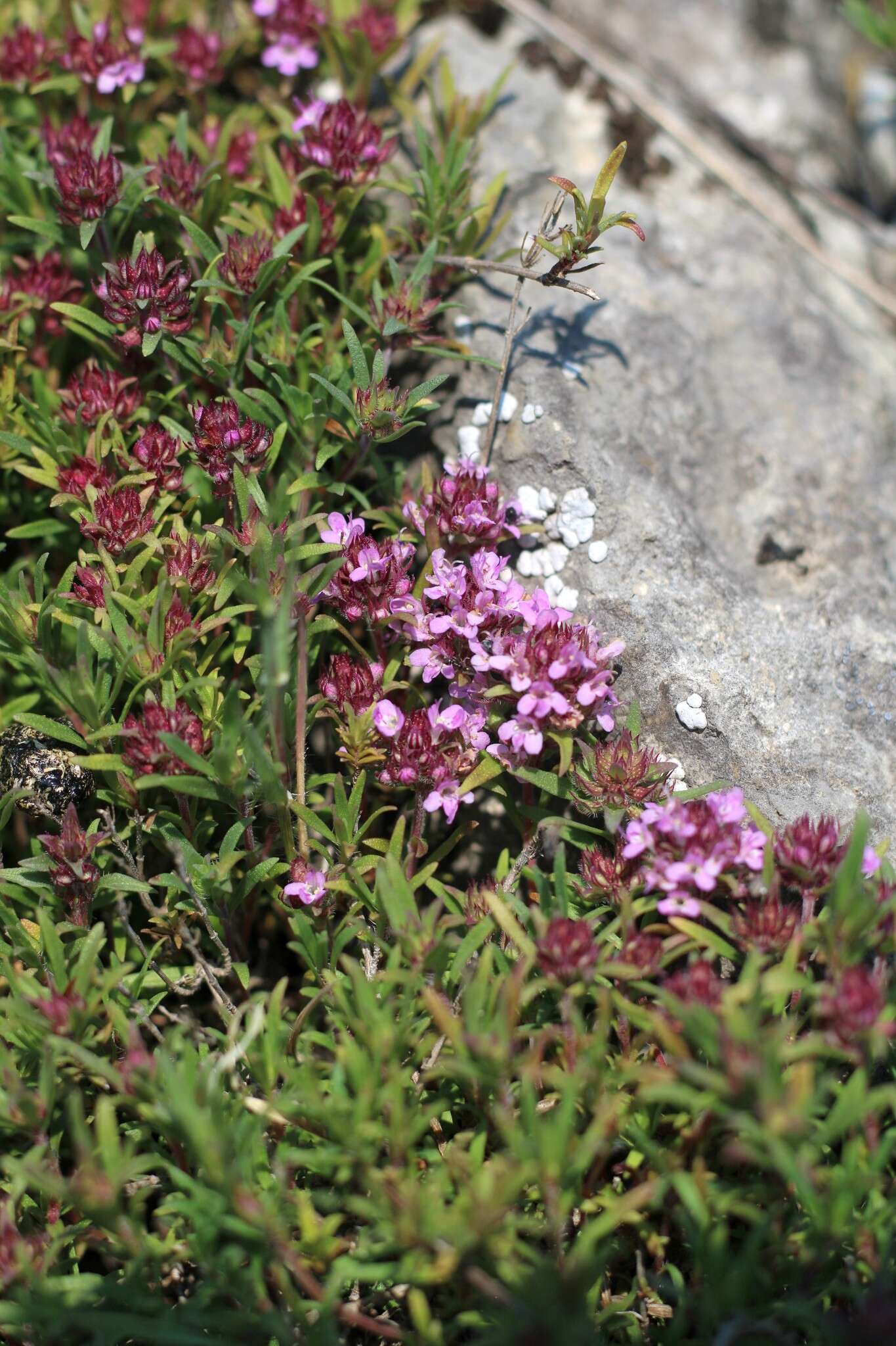 Image of Thymus roegneri K. Koch