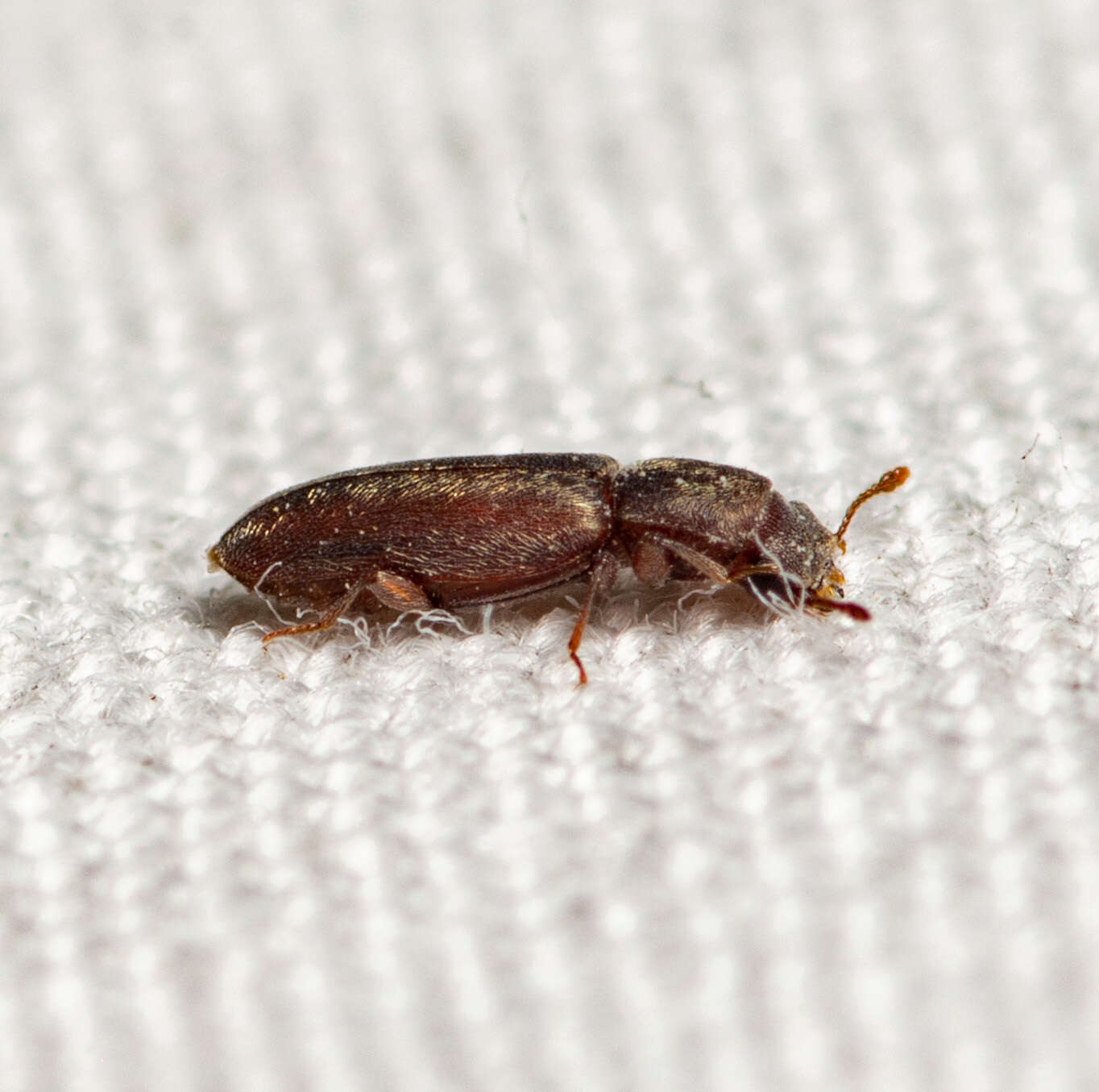 Image of Velvety Powderpost Beetle