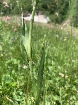 Plancia ëd Traunsteinera sphaerica (M. Bieb.) Schltr.