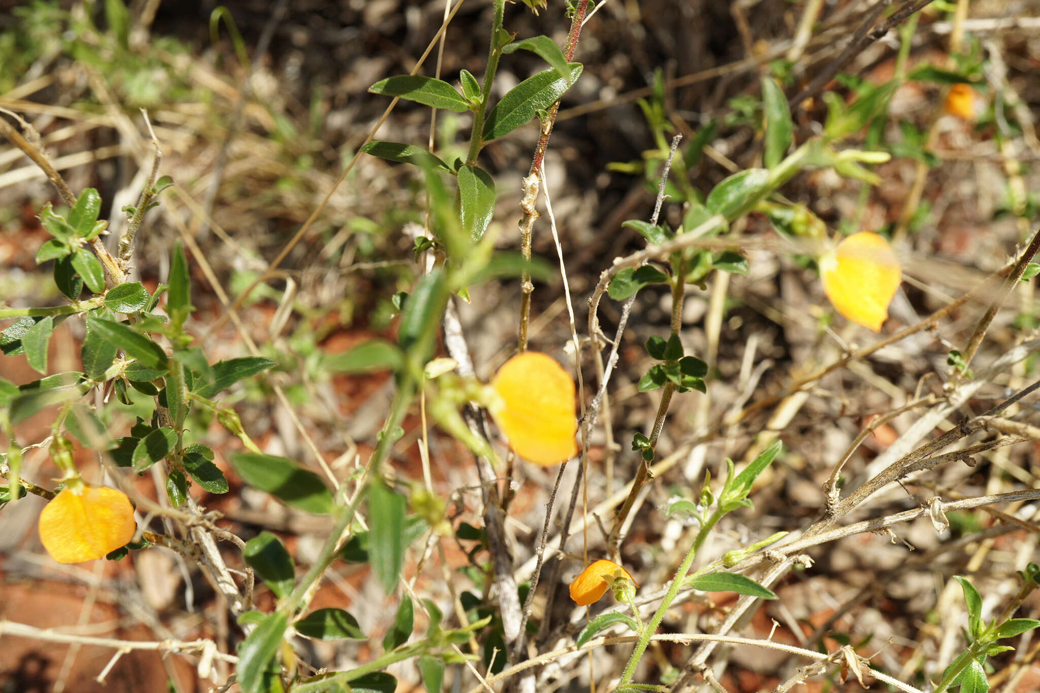 Pigea aurantiaca (F. Muell. ex Benth.) P. I. Forst. resmi