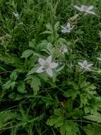 Image of Himalayan windflower