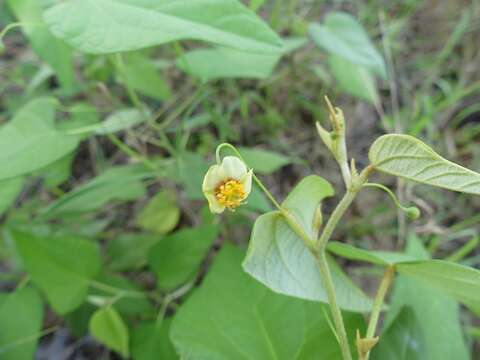 Image of viscid mallow