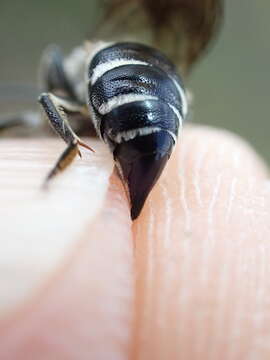 Image of Coelioxys mandibularis Nylander 1848