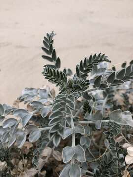 Image of freckled milkvetch