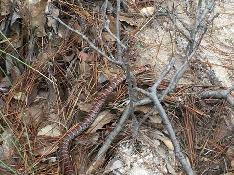 Image of Arizona Mountain Kingsnake