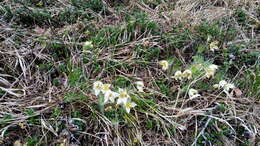 Image of eastern pasqueflower