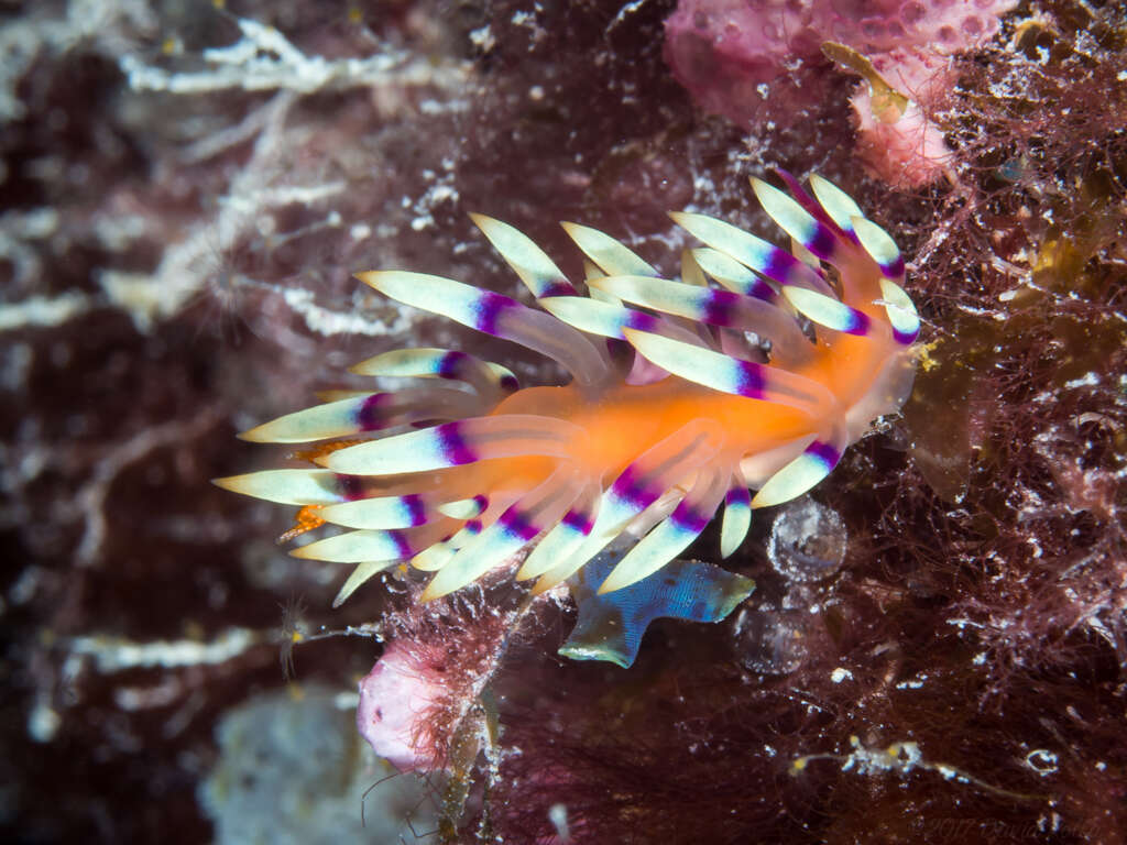 Image of Whitetip purple cerrata pink slug