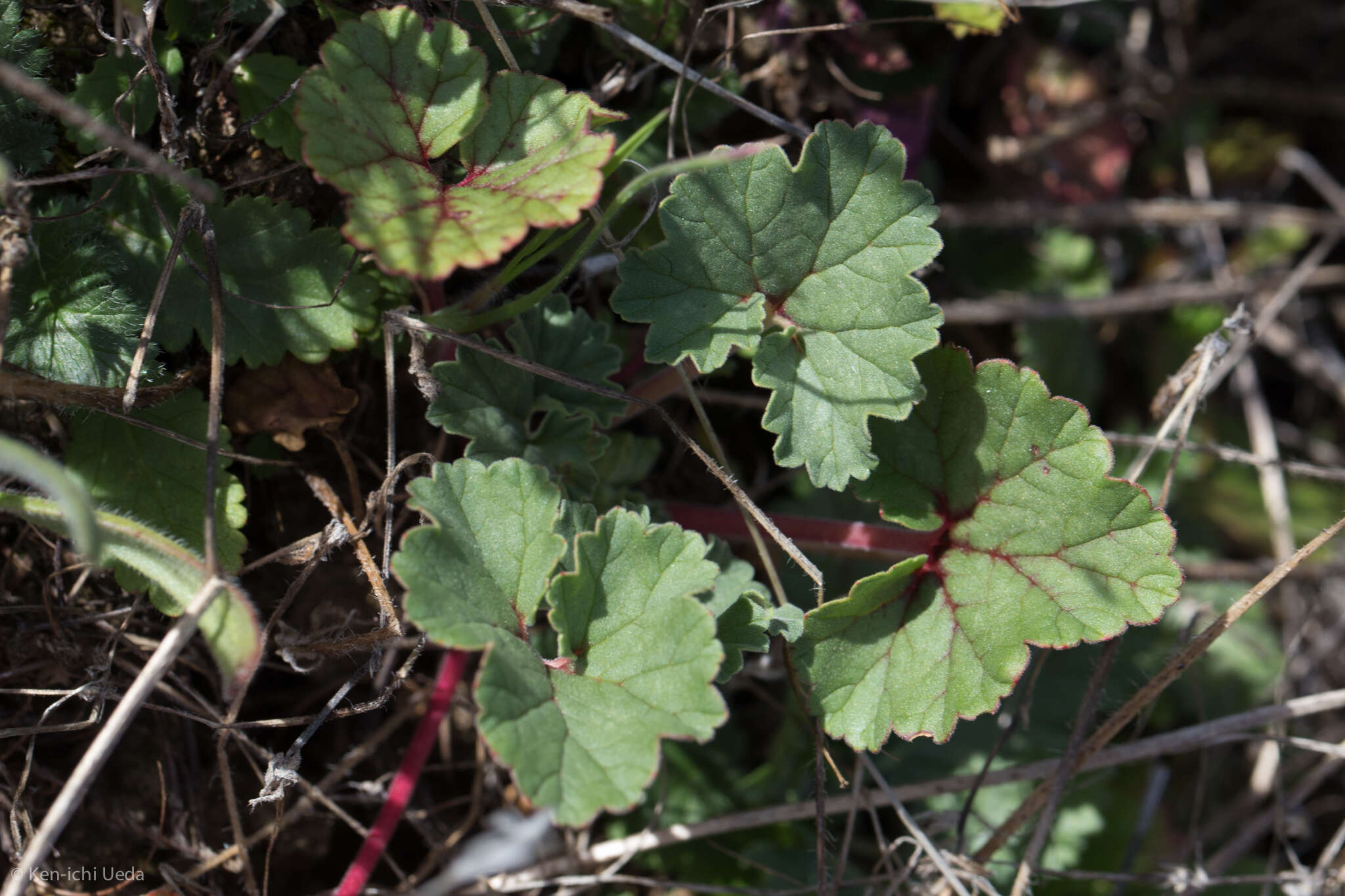 Imagem de Erodium macrophyllum Hook. & Arn.