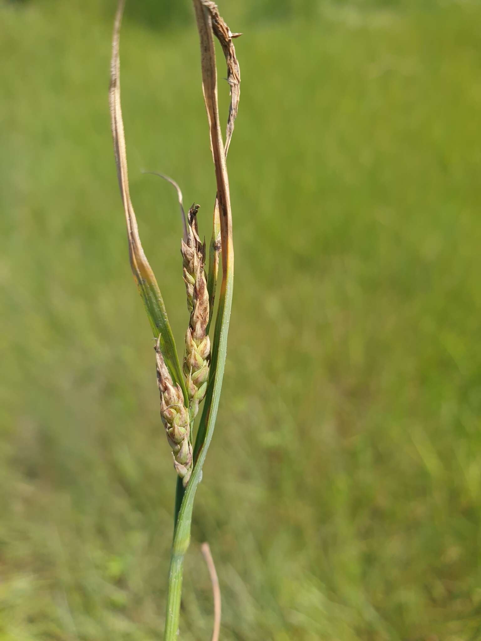 Plancia ëd Carex salina Wahlenb.