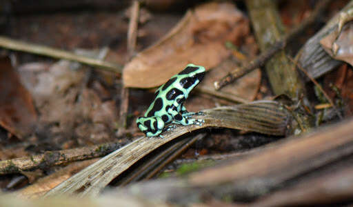 Image of Gold Arrow-poison Frog