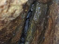 Image of Egg-laying Skink