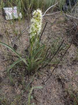 Слика од Echiostachys incanus (Thunb.) Levyns