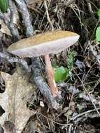 Plancia ëd Austroboletus gracilis (Peck) Wolfe 1980