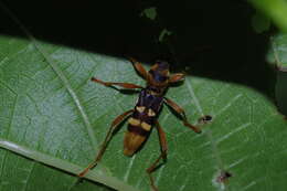 Image of Chlorophorus quinquefasciatus (Castelnau & Gory 1841)