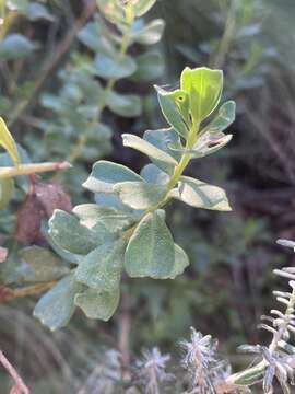 Image of Baccharis cultrata Baker