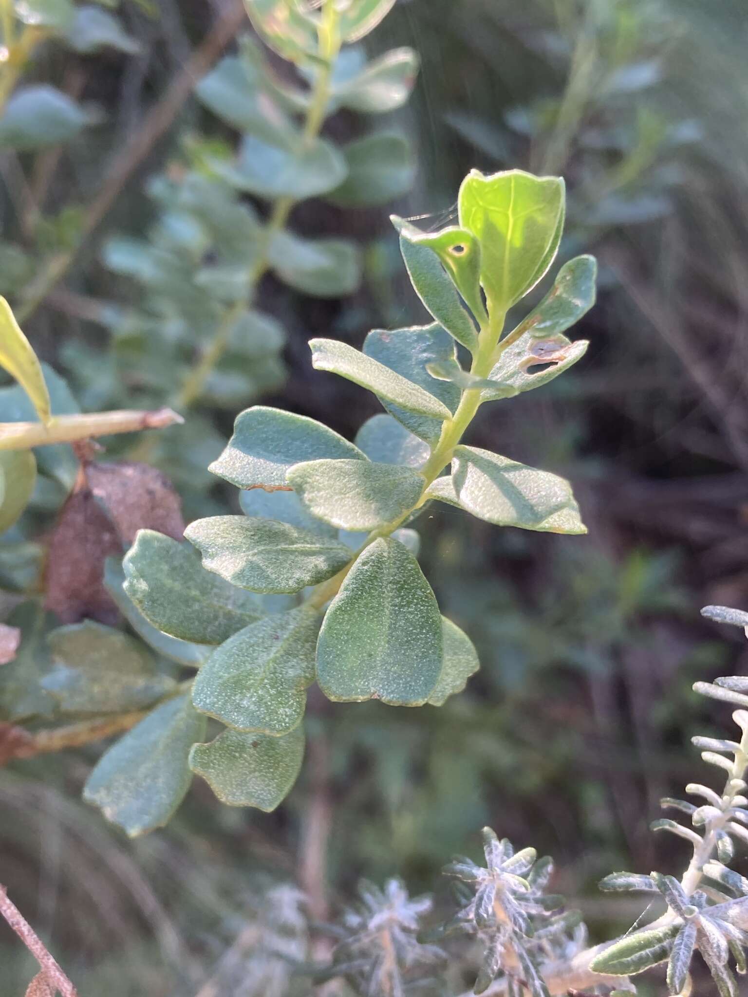 Image of Baccharis cultrata Baker