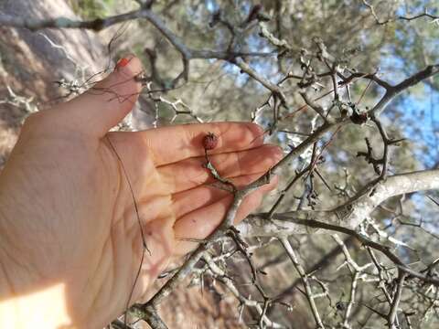 Image of yellowleaf hawthorn