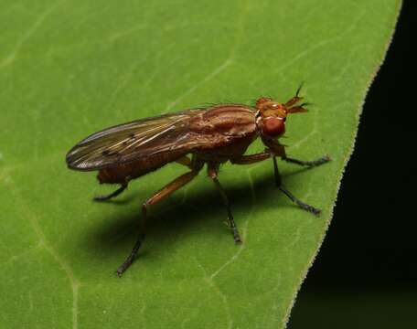 Image of Tetanocera vicina Macquart 1843